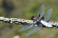 Libellula depressa