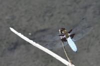 Libellula depressa