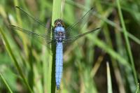 Orthetrum brunneum