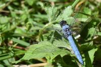 Orthetrum brunneum