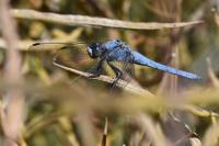Orthetrum brunneum