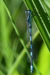 Coenagrion mercuriale