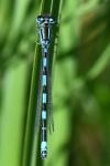 Coenagrion mercuriale