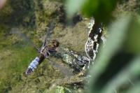 Libellula depressa
