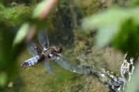 Libellula depressa