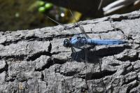 Orthetrum brunneum