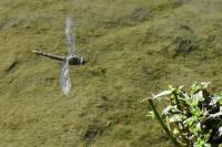 Orthetrum brunneum