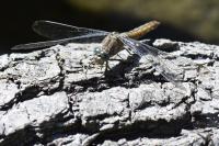 Orthetrum brunneum
