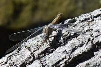 Orthetrum brunneum