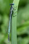 Platycnemis pennipes