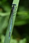 Platycnemis pennipes
