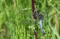 Orthetrum cancellatum