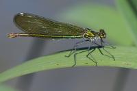 Calopteryx splendens