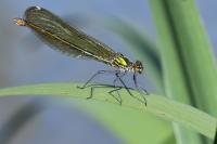 Calopteryx splendens