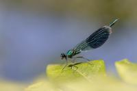 Calopteryx splendens