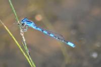 Coenagrion scitulum