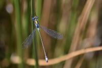 Lestes sponsa