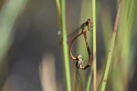 Ceriagrion tenellum