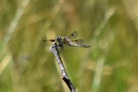 Libellula quadrimaculata