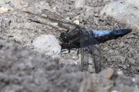 Orthetrum cancellatum