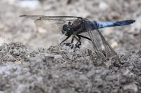 Orthetrum cancellatum