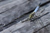 Orthetrum cancellatum
