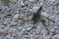 Orthetrum cancellatum