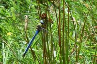 Anax imperator