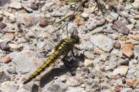 Orthetrum cancellatum