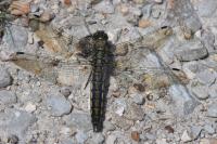 Orthetrum cancellatum