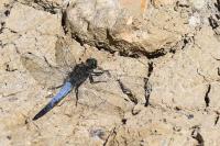 Orthetrum cancellatum