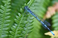 Coenagrion puella