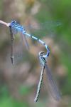 Enallagma cyathigerum
