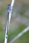Ischnura elegans
