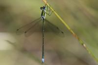 Lestes virens