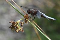 Libellula depressa