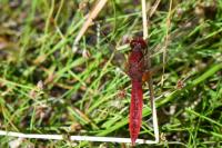 Crocothemis erythraea