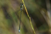 Lestes virens