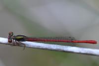 Ceriagrion tenellum