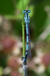 Enallagma cyathigerum