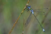 Lestes sponsa
