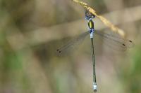 Lestes sponsa