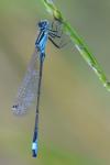 Ischnura elegans