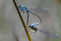 Ischnura elegans