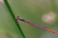 Ceriagrion tenellum