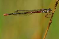 Ceriagrion tenellum