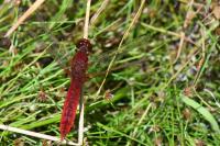 Crocothemis erythraea