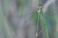 Lestes virens