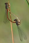 Ceriagrion tenellum