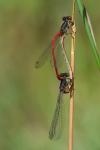 Ceriagrion tenellum